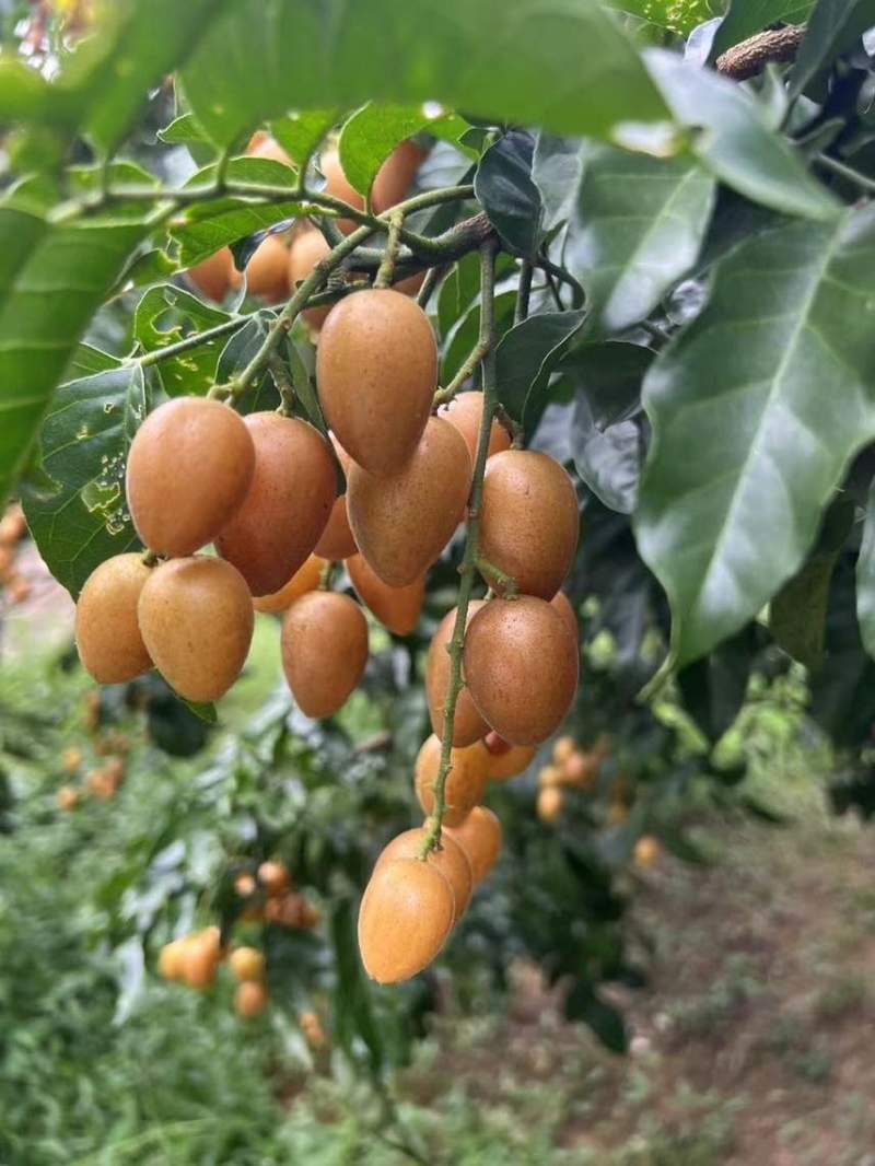高州鸡心黄皮