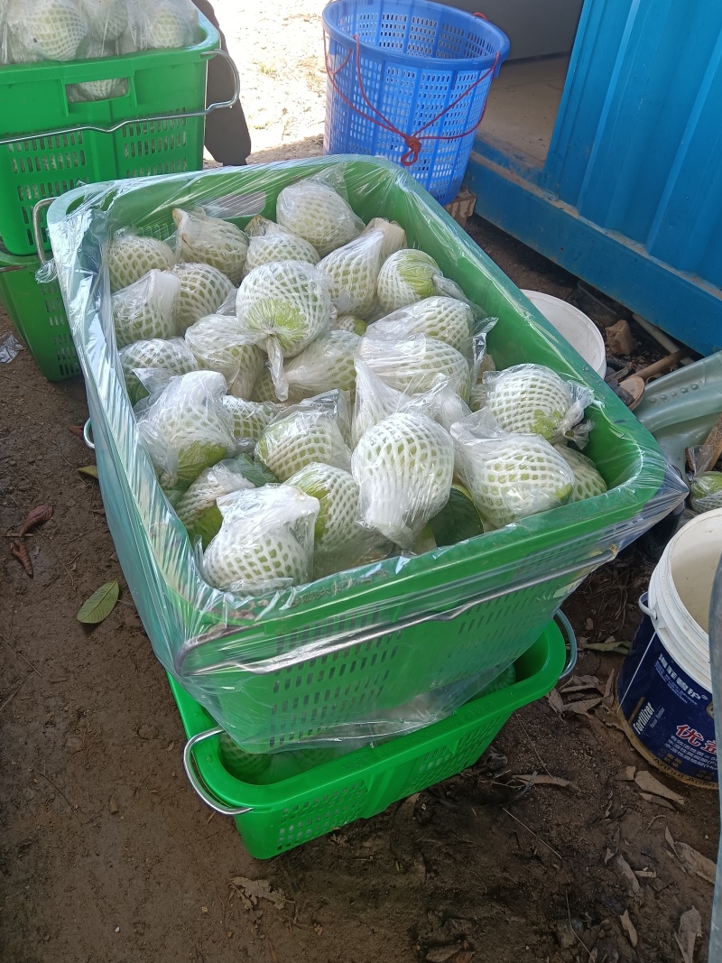 白心番石榴
