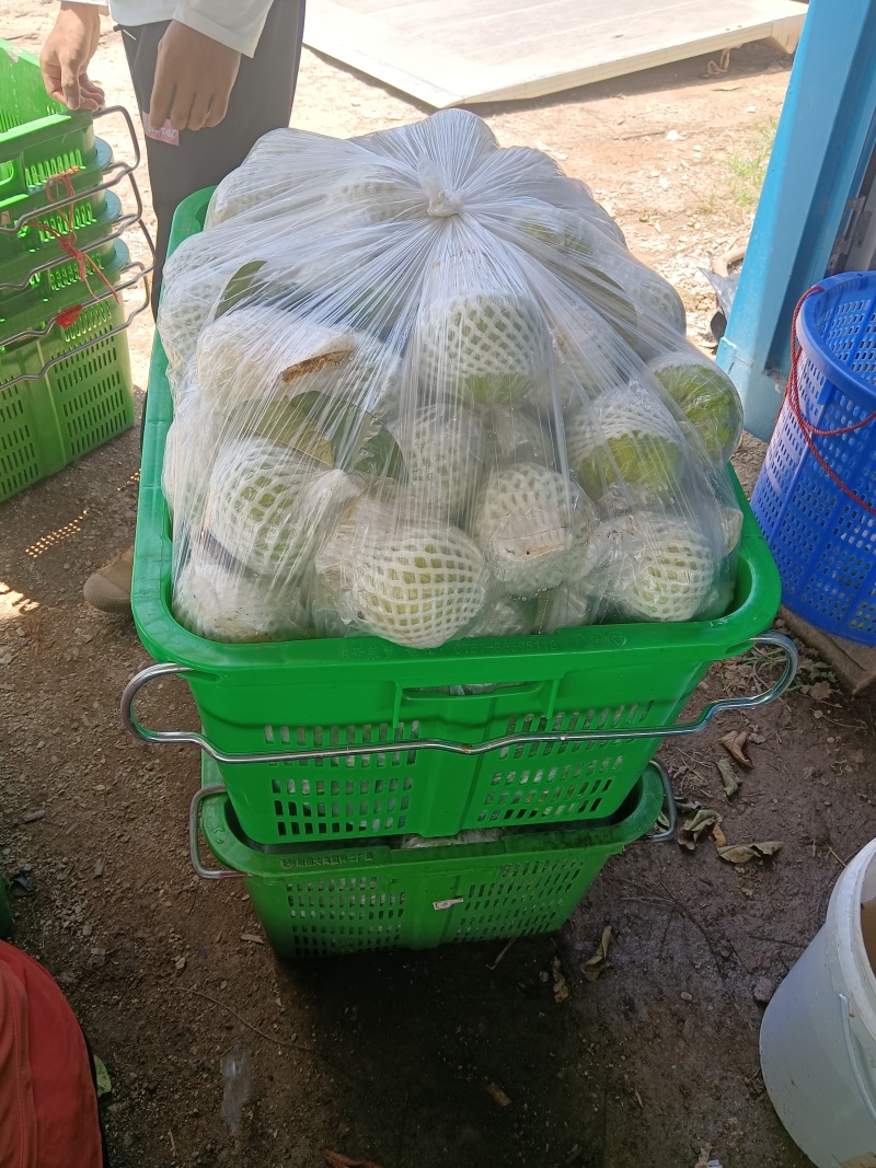 白心番石榴