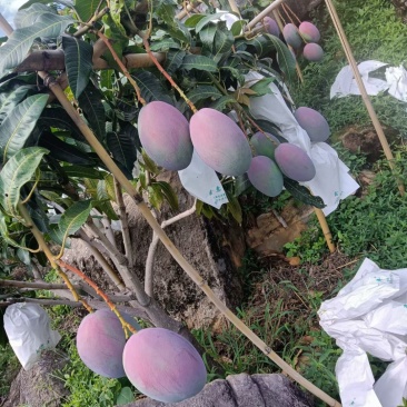 云南芒果