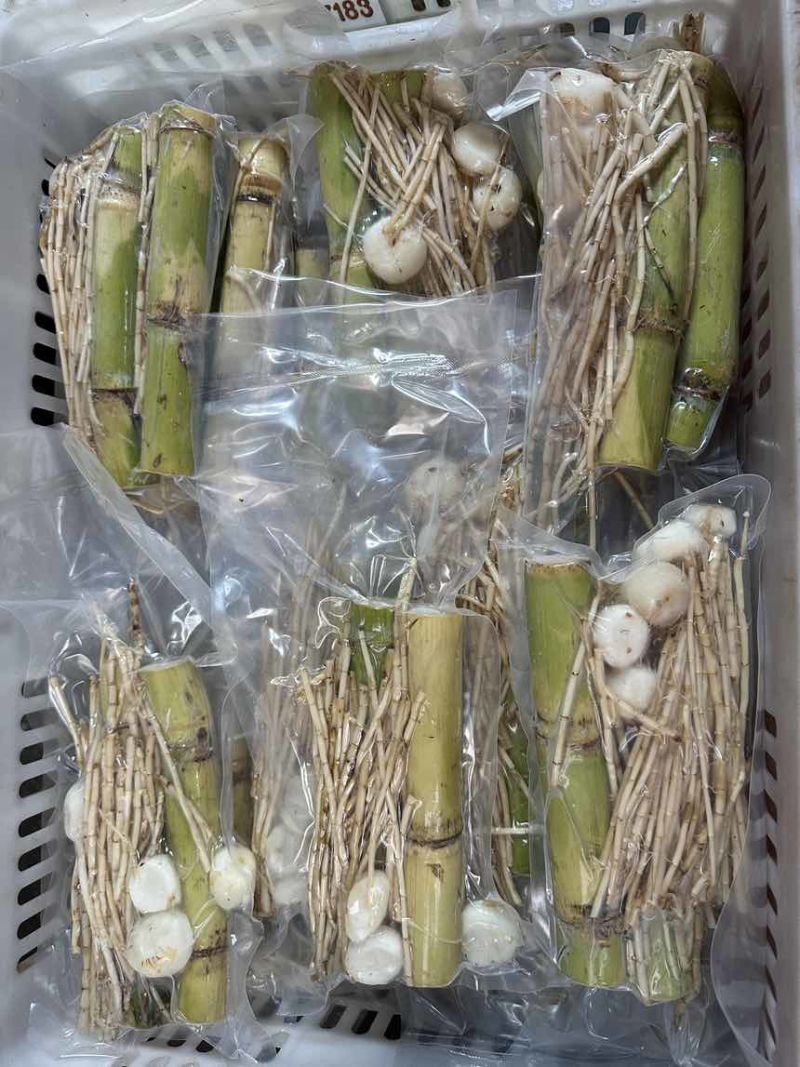 足庶茅根马蹄