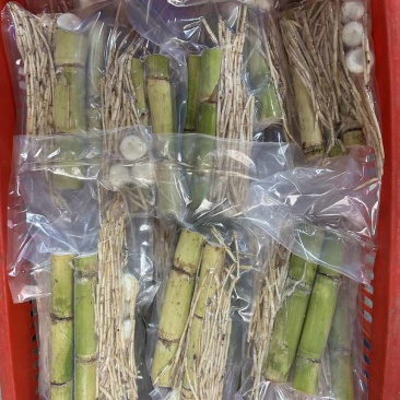 足庶茅根马蹄