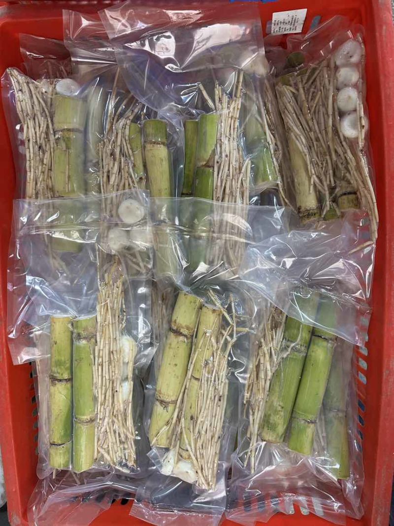 足庶茅根马蹄