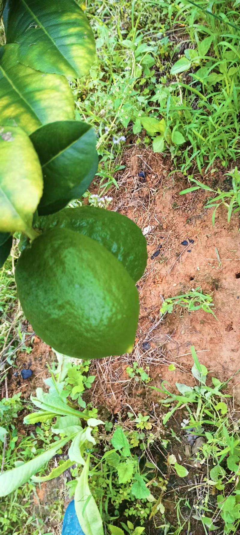 香水柠檬