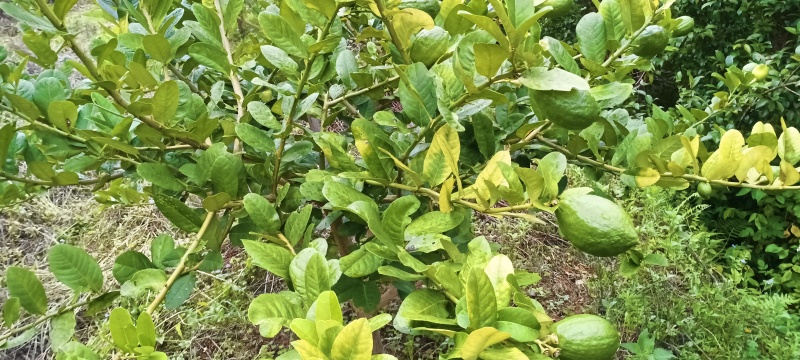 香水柠檬