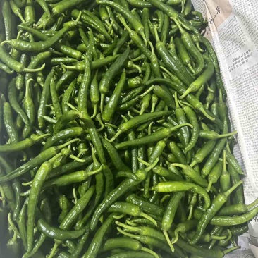 鲜辣椒