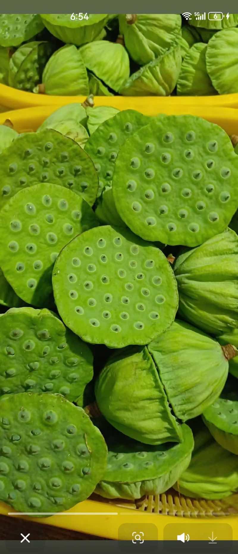 莲蓬