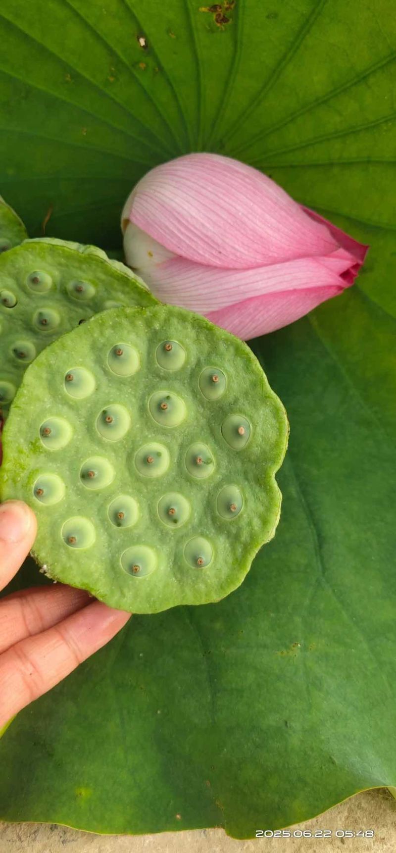 莲蓬