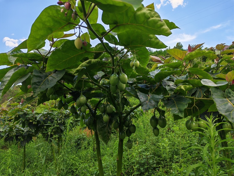 云南大树番茄