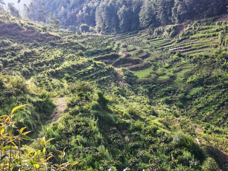 云南大树番茄