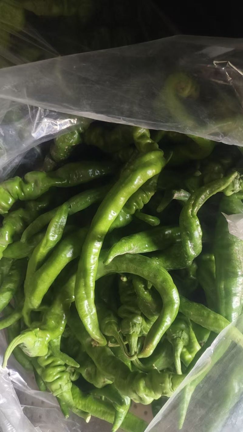 伽师大棚螺丝椒