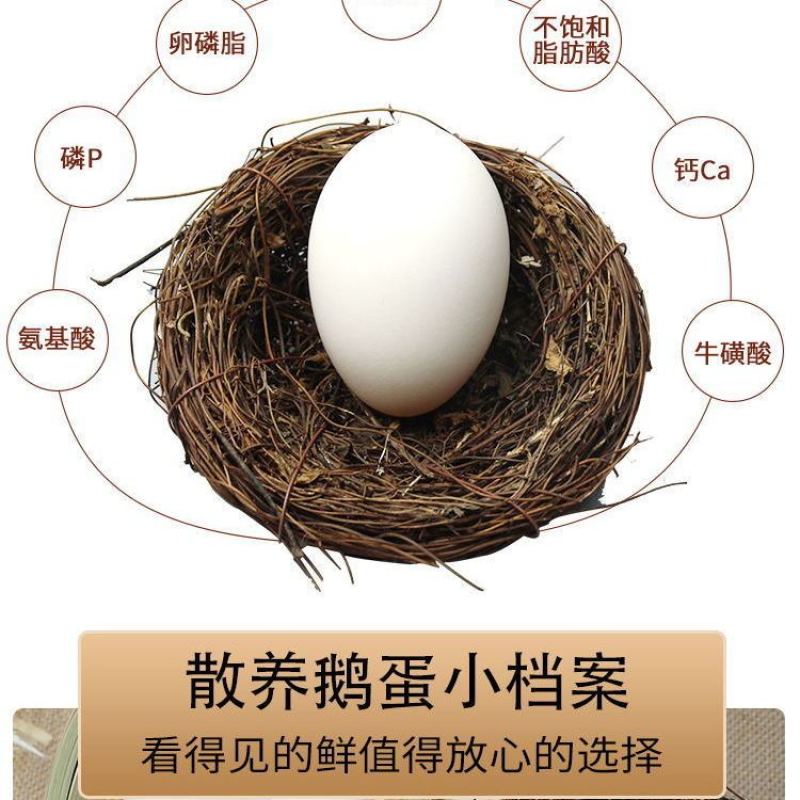 新鲜农家散养大枚鹅蛋现捡现发保证新鲜营养丰富