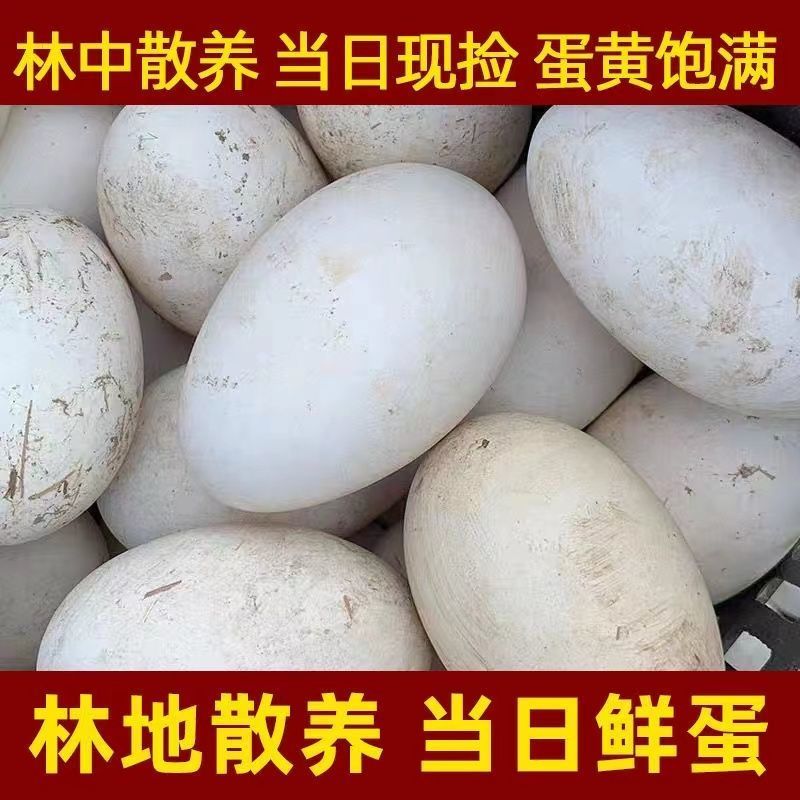 新鲜农家散养大枚鹅蛋现捡现发保证新鲜营养丰富