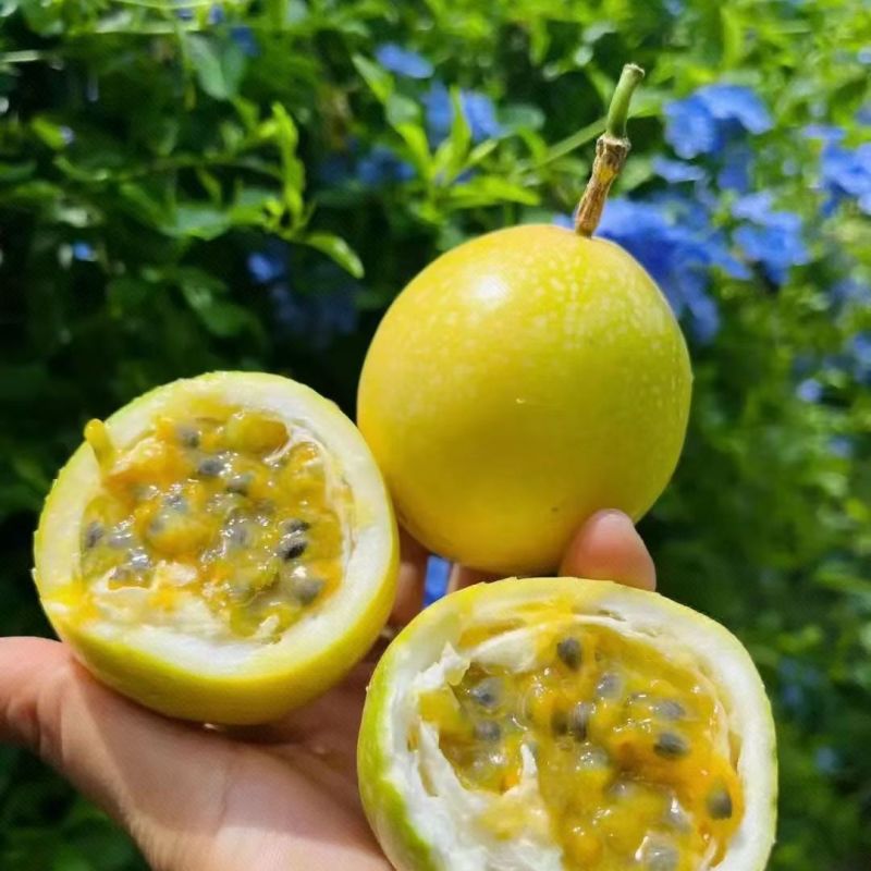 【南方果坊】正宗钦蜜9号黄金百香果当季新鲜孕妇水果一整箱