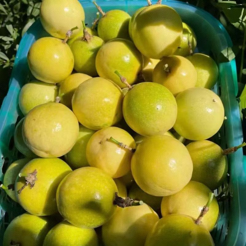 【南方果坊】正宗钦蜜9号黄金百香果当季新鲜孕妇水果一整箱