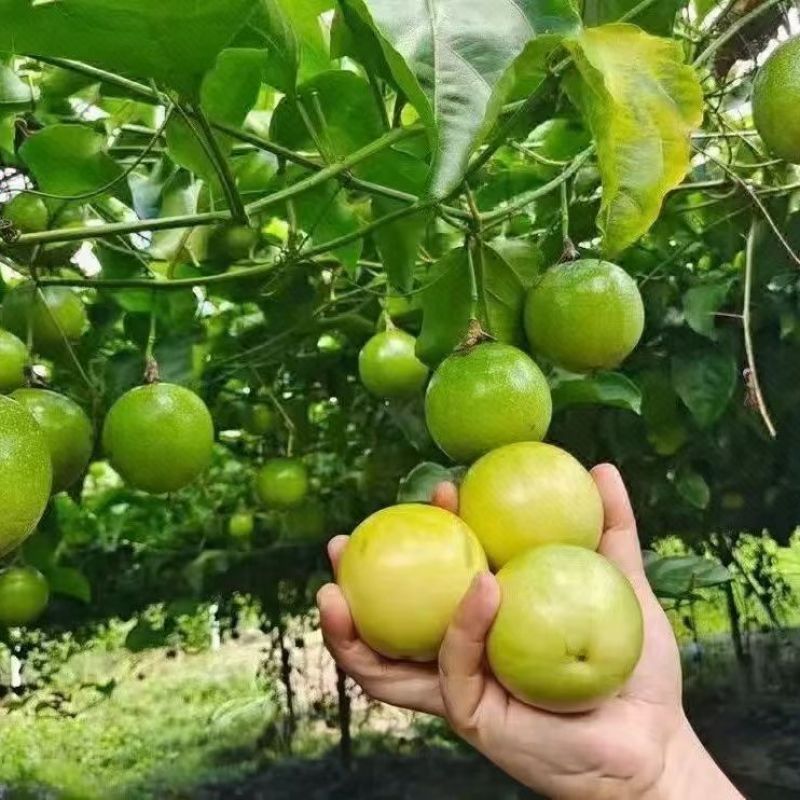 【南方果坊】正宗钦蜜9号黄金百香果当季新鲜孕妇水果一整箱