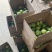 【南方果坊】正宗钦蜜9号黄金百香果当季新鲜孕妇水果一整箱