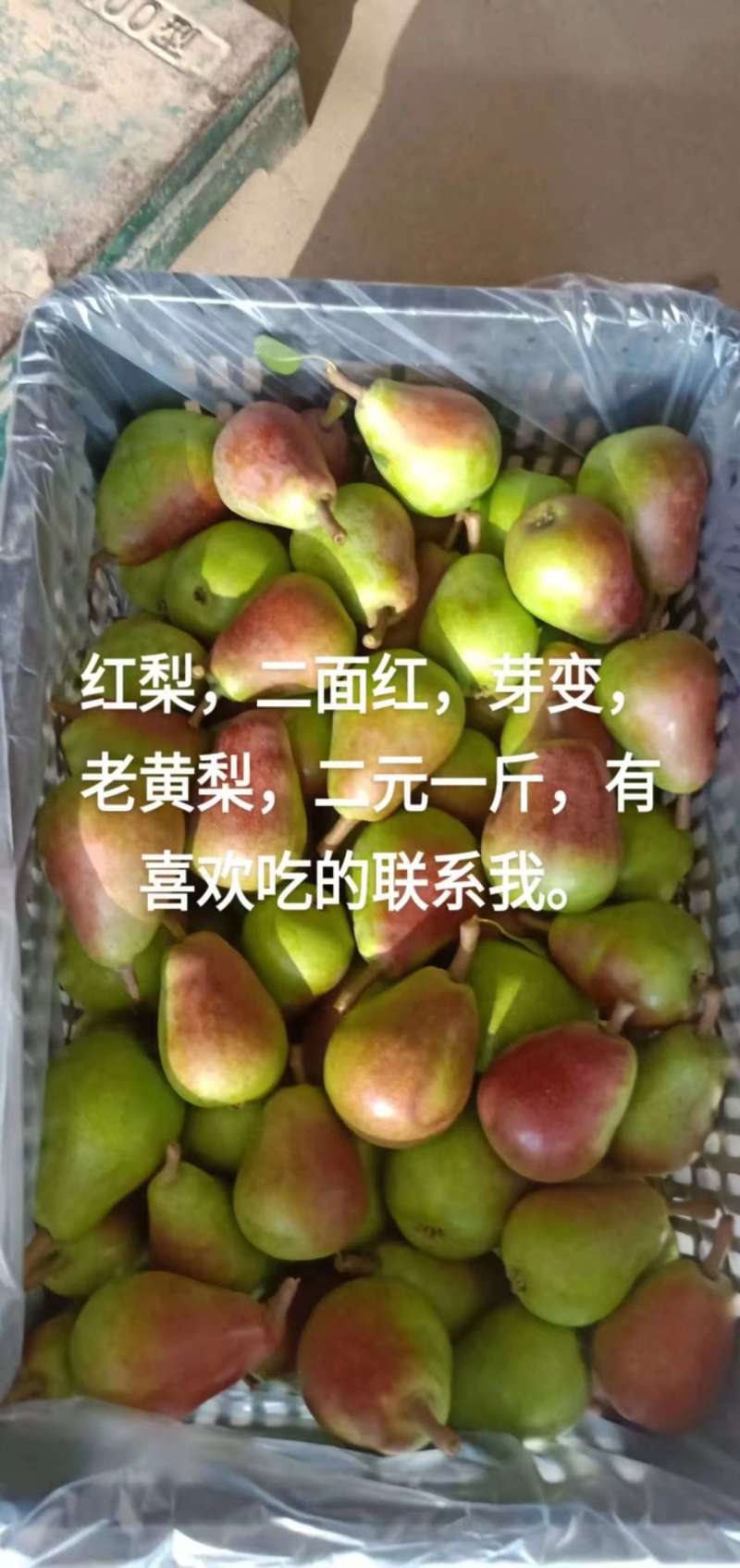 红啤梨（考密斯），芽变梨，两面红梨