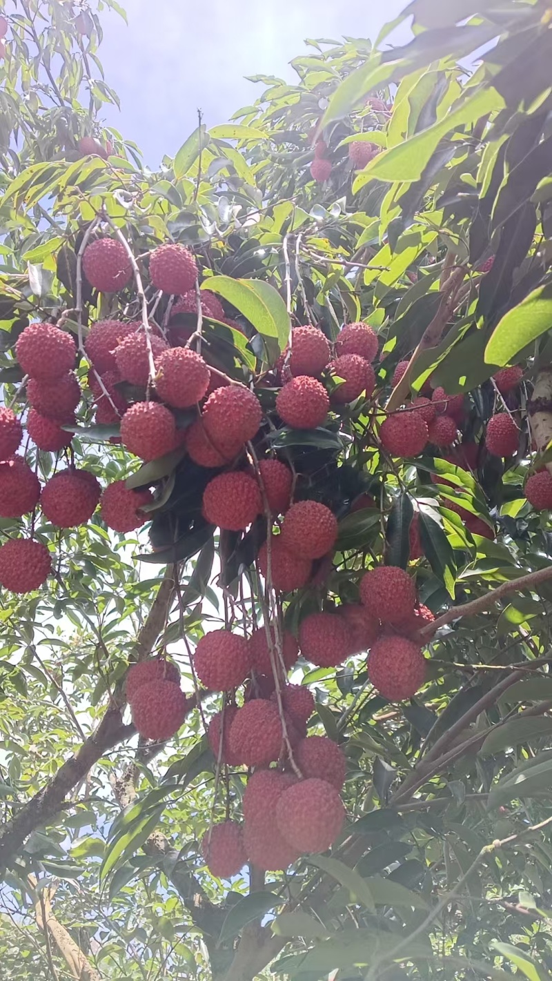 荔枝