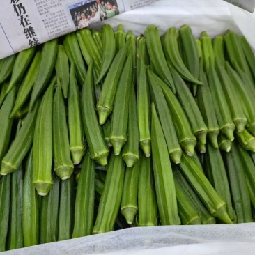 秋葵