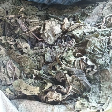 嘉兴海宁，干桑叶出售