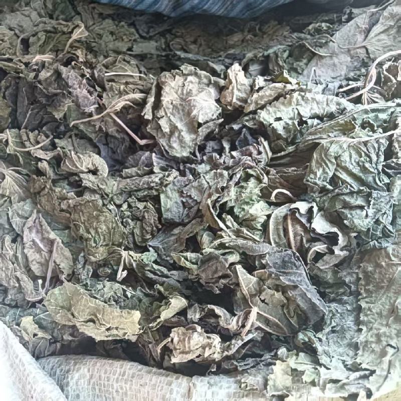 嘉兴海宁，干桑叶出售