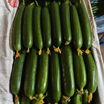 小青瓜