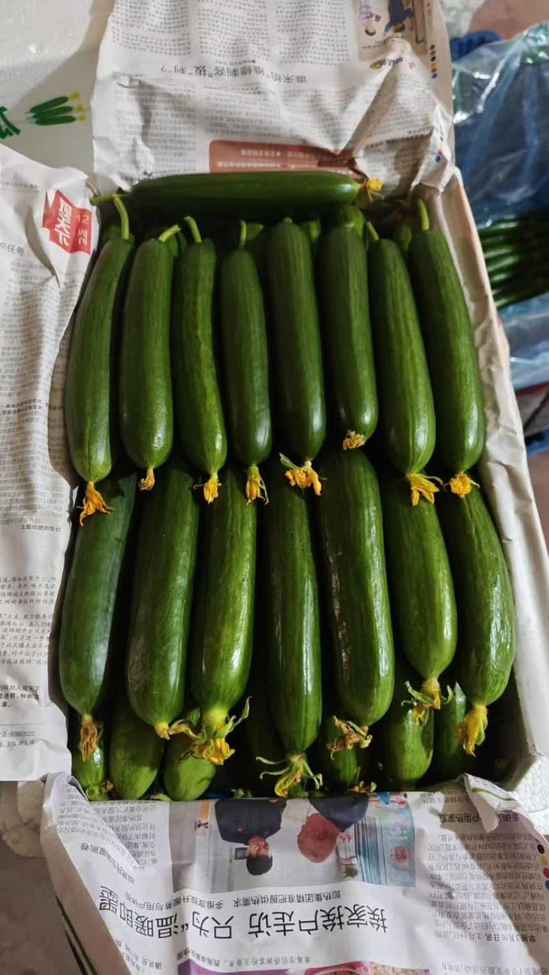 小青瓜