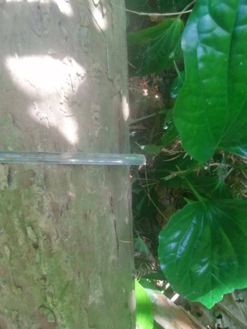 一棵杉木自然倒地，树干笔直。直径20厘米左右