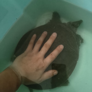 甲鱼