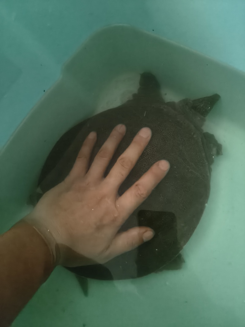 甲鱼