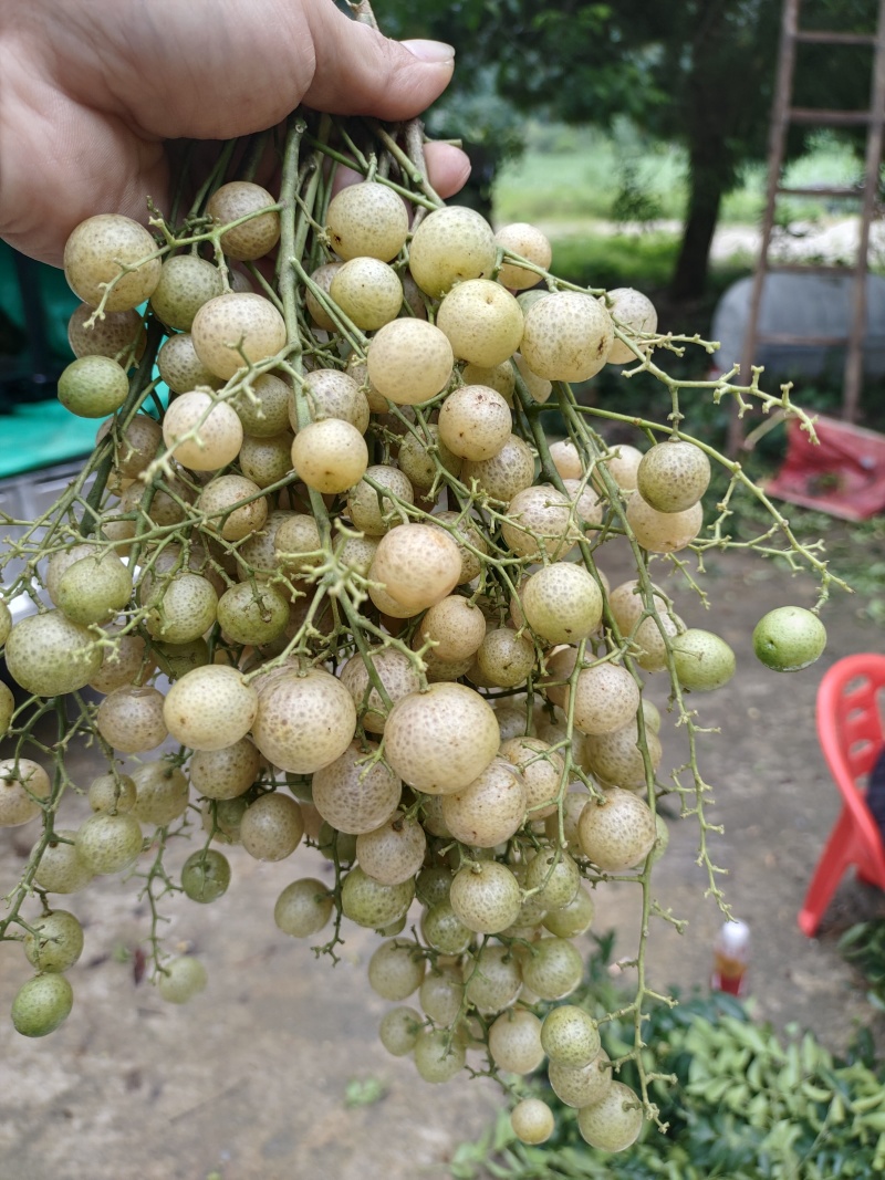黄皮果，鸡皮果，接受预订，价格优惠