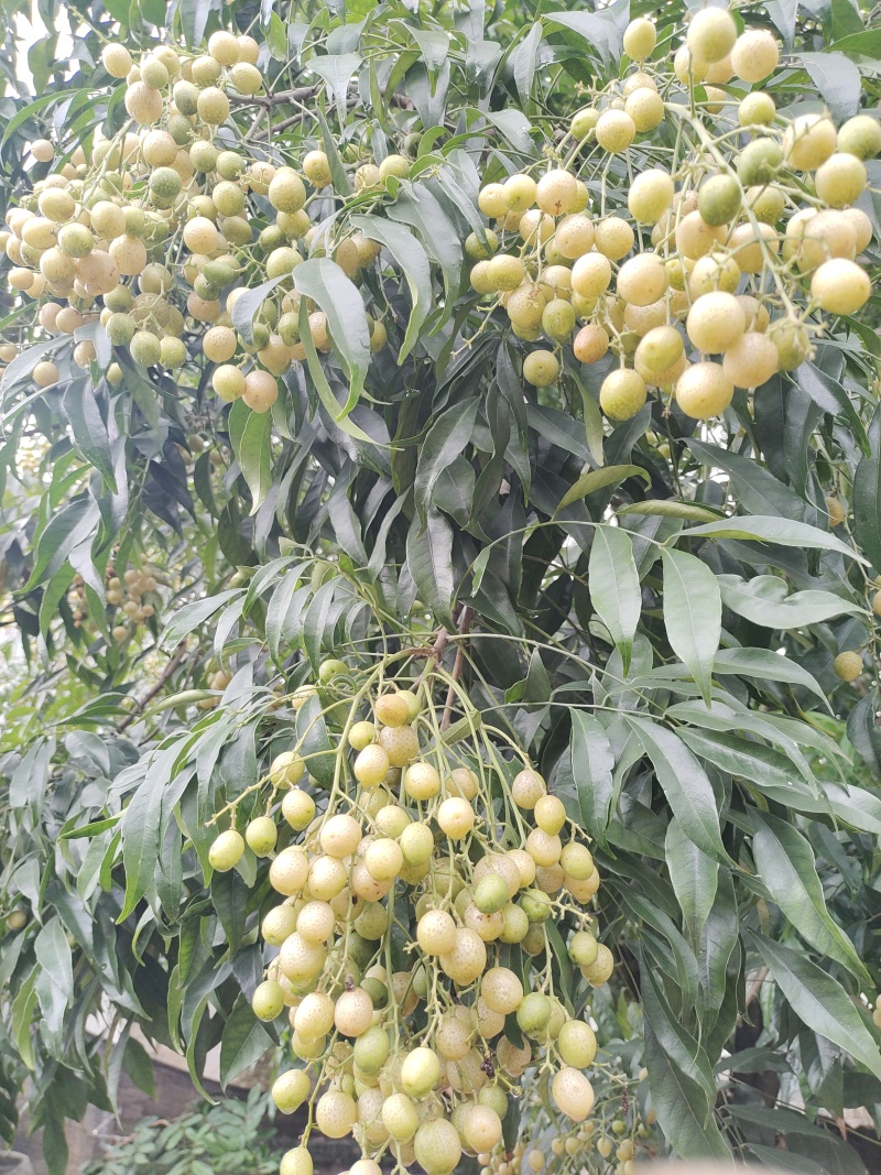 黄皮果，鸡皮果，接受预订，价格优惠