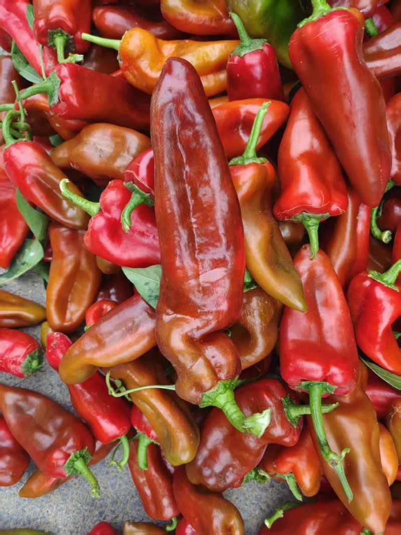 中椒6号大红菜椒