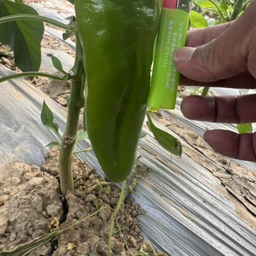中椒6号大红菜椒