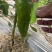 中椒6号大红菜椒