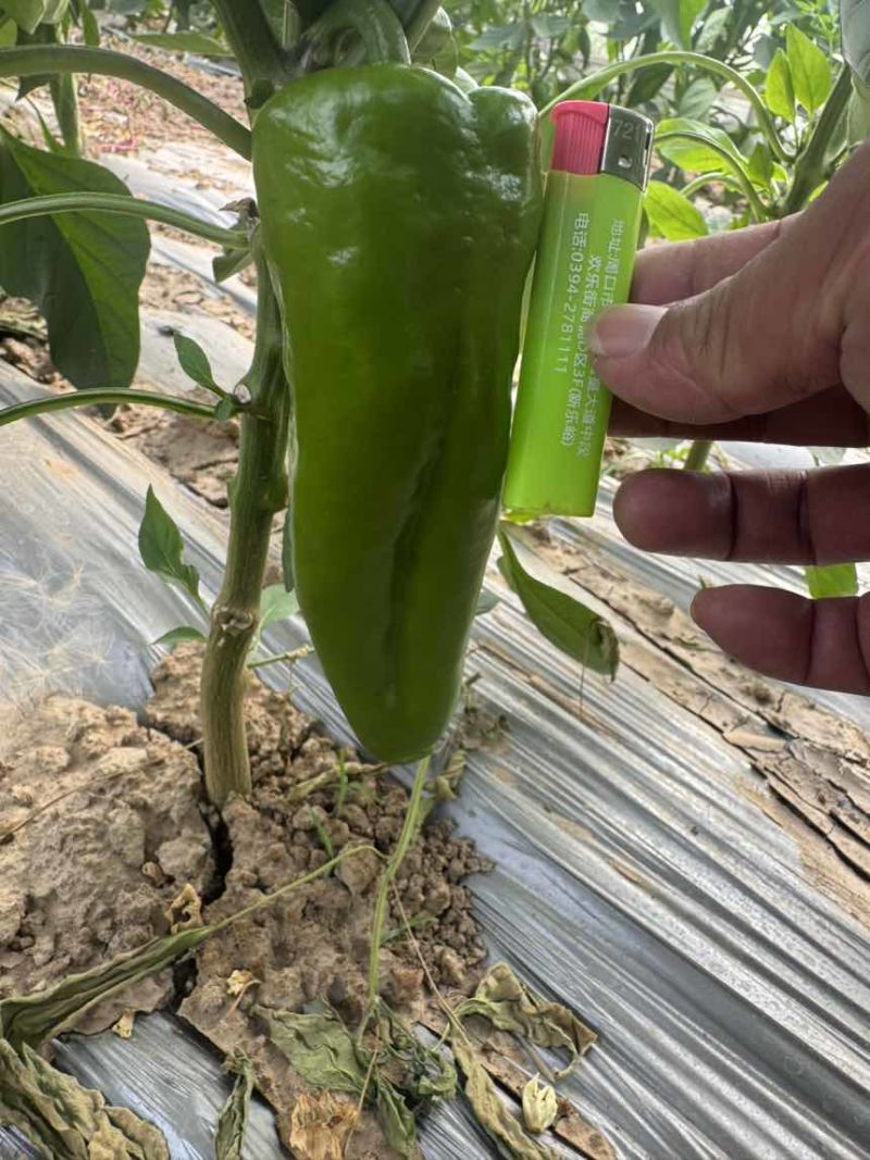 中椒6号大红菜椒