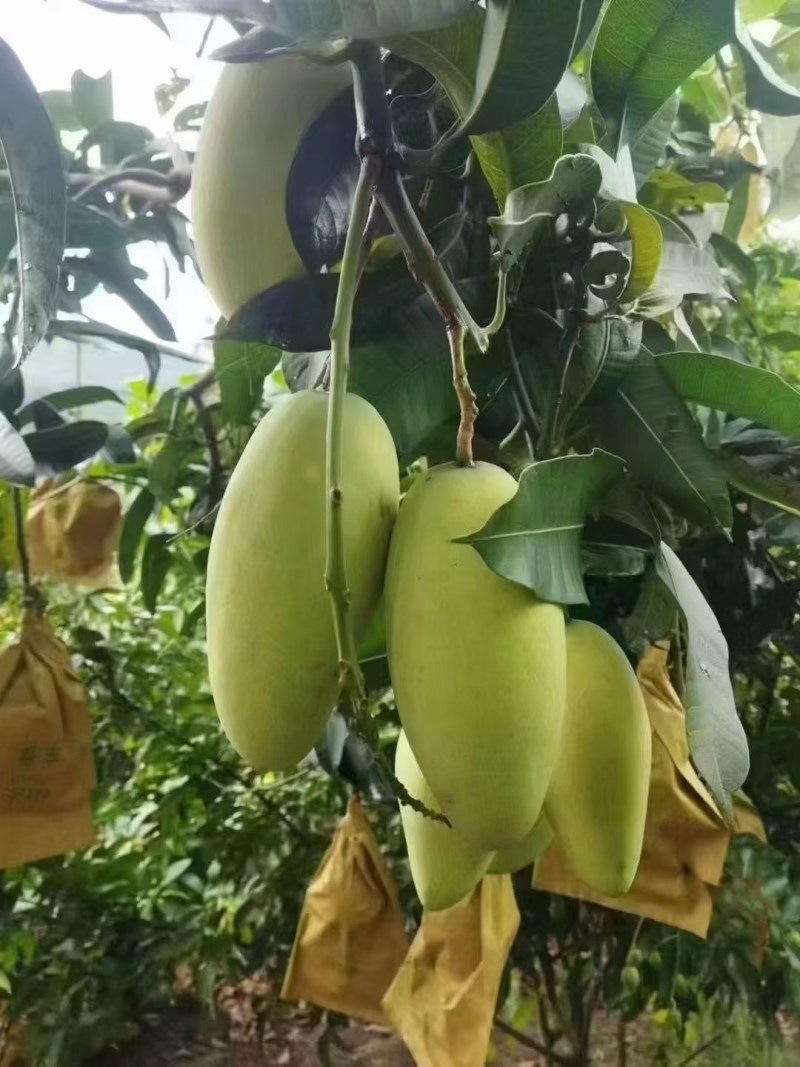 金煌芒