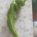 牛角辣椒
