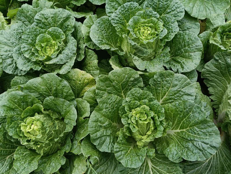 大白菜