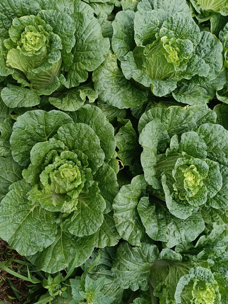 大白菜