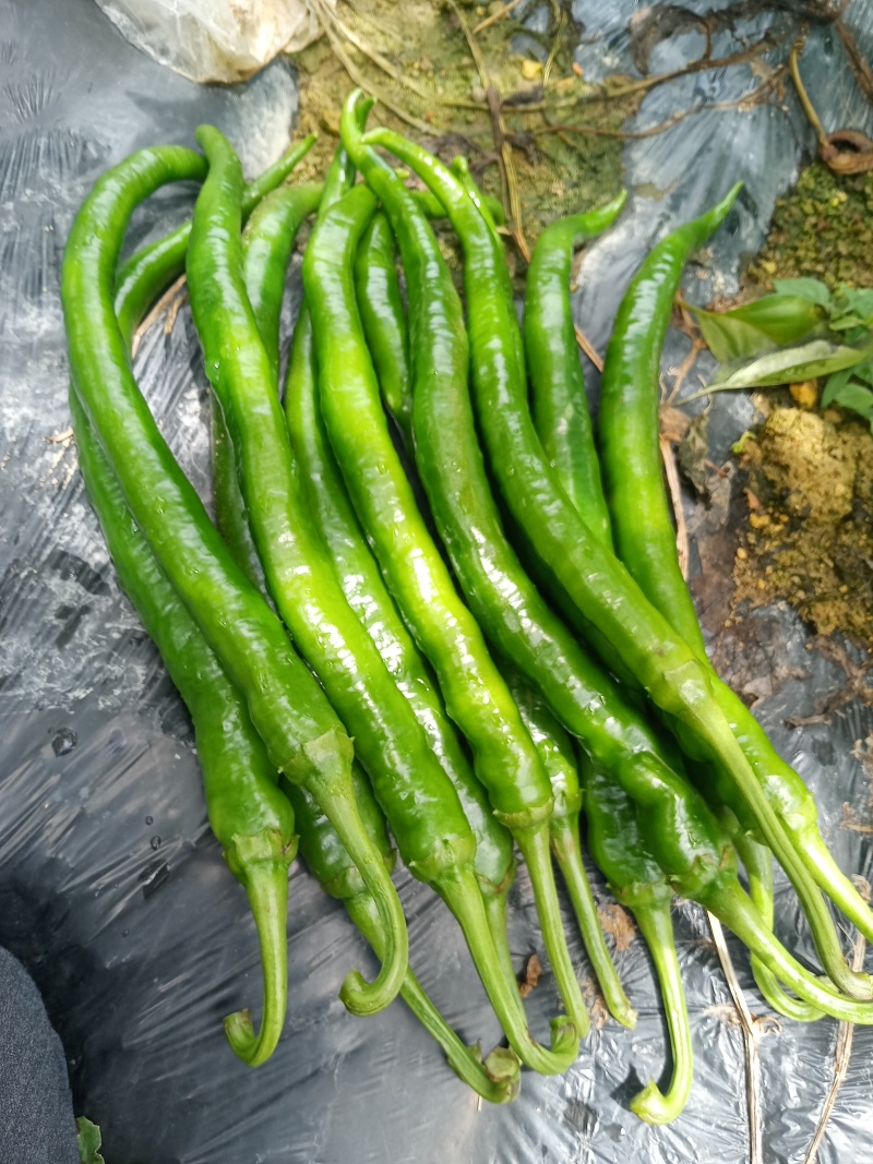 青椒8号和牛角椒