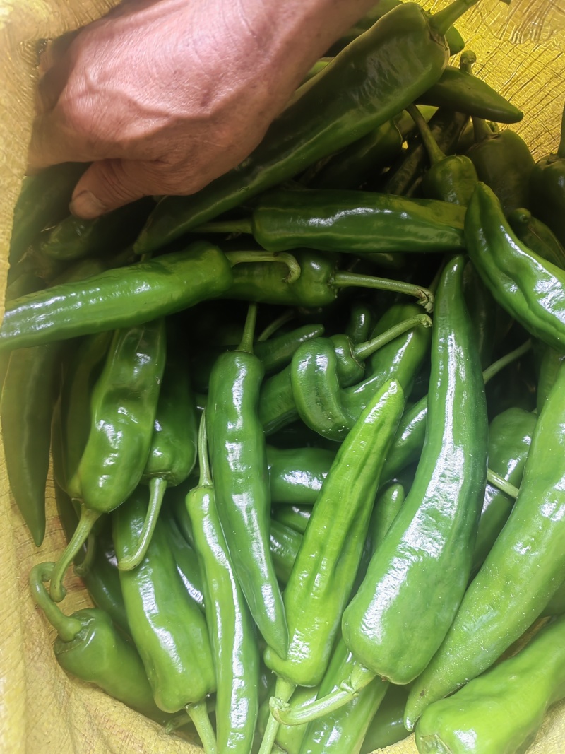 青椒8号和牛角椒