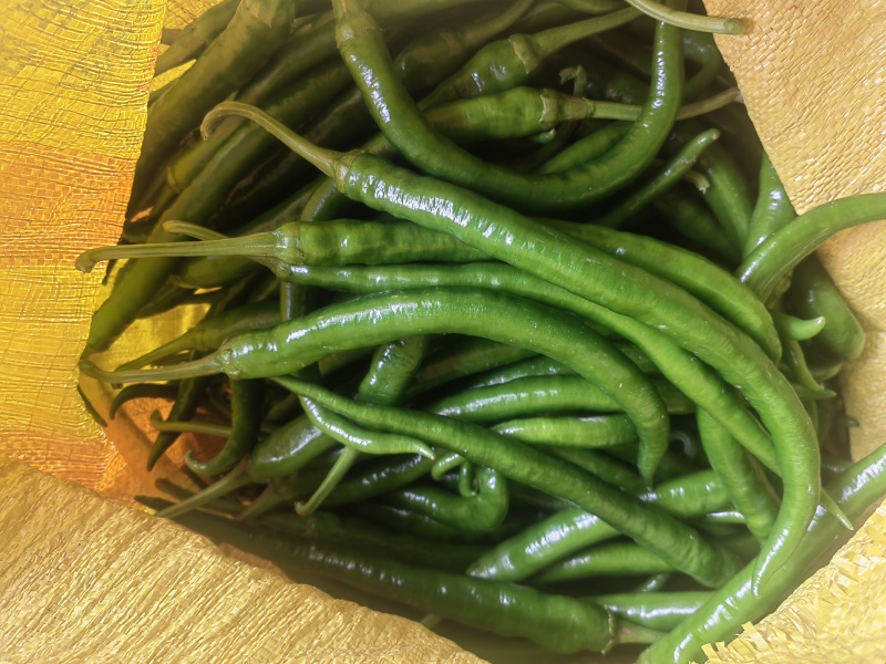 青椒8号和牛角椒