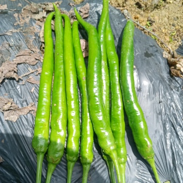 青椒8号和牛角椒