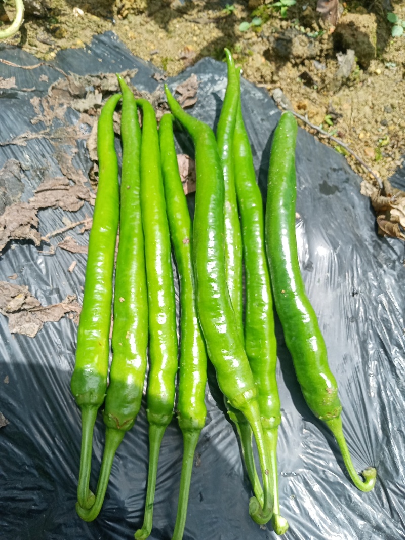 青椒8号和牛角椒