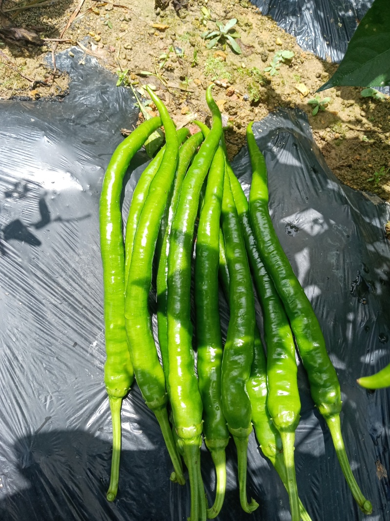 青椒8号和牛角椒