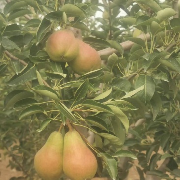 太婆梨，又称笨梨、梨菇菇、老妈子梨、麻子梨