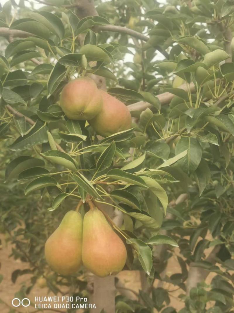 太婆梨，又称笨梨、梨菇菇、老妈子梨、麻子梨