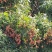 莆田妃子笑荔枝甜而不腻好吃又过瘾